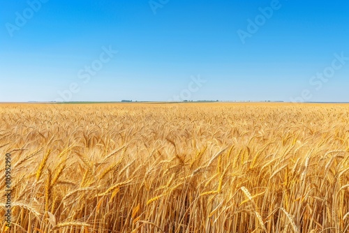 Panoramic view of a golden wheat field under a clear blue sky  emphasizing the vastness of the landscape