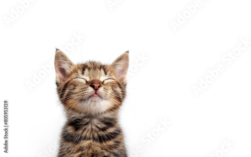 Funny young cat close-up on a white background