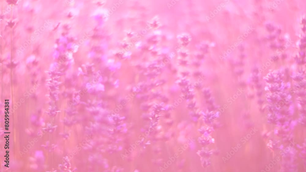 Lavender fields with fragrant purple flowers bloom at sunset. Lush lavender bushes in endless rows. Organic Lavender Oil Production in Europe. Garden aromatherapy. Slow motion, close up Lavender fields with fragrant purple flowers bloom at sunset. Lush lavender bushes in endless rows. Organic Lavender Oil Production in Europe. Garden aromatherapy. Slow motion, close up