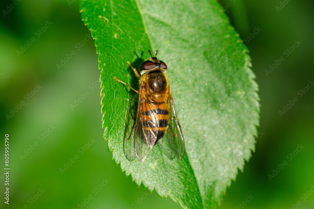 Fototapeta premium Close-up of a hoverfly (Epistrophe eligans) sitting on a leaf in the sun