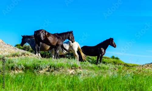 Wild mustang horses on the prairie, Theodore Roosevelt National Park, North Dakota, USA
