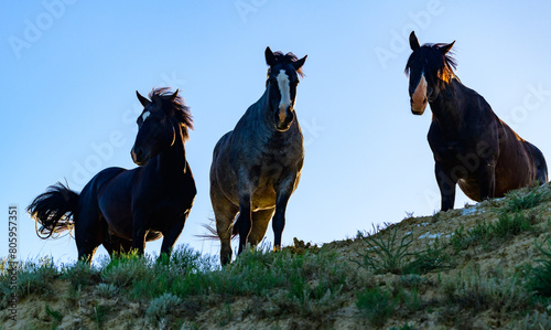 Photos Wild mustang horses on the prairie, Theodore Roosevelt National Park, North Dako