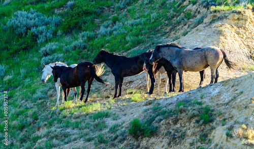 Wild mustang horses on the prairie, Theodore Roosevelt National Park, North Dakota, USA