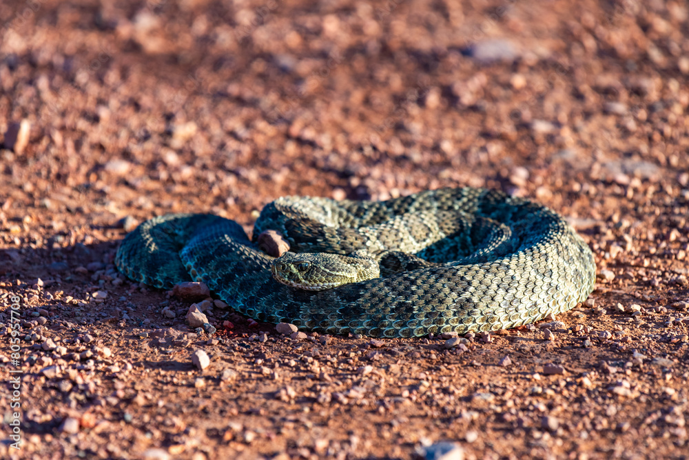 Obraz premium Mohave Rattlesnake (Crotalus scutulatus), Theodore Roosevelt National Park, North Dakota, USA