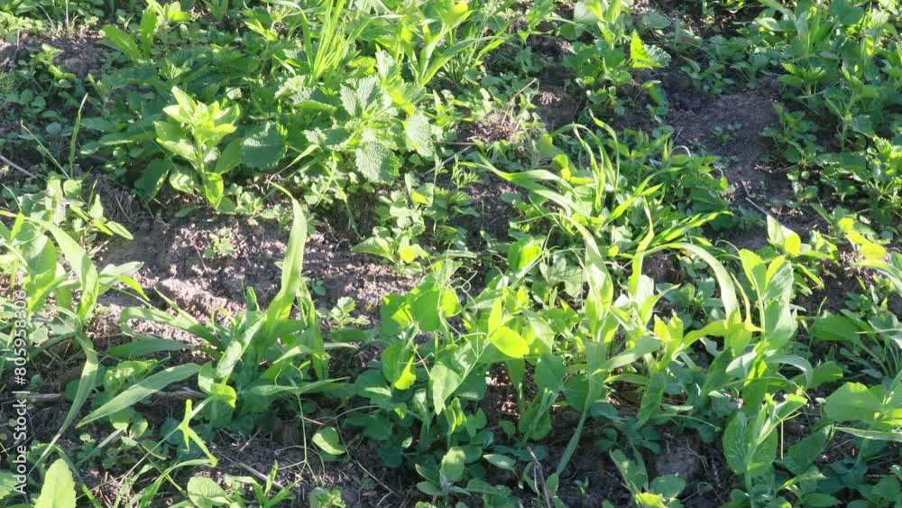 Gardening activity, corn plants, weed removal close up Gardening activity, corn plants, weed removal close up