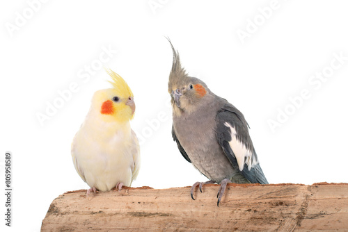 Cockatiel in front of white background