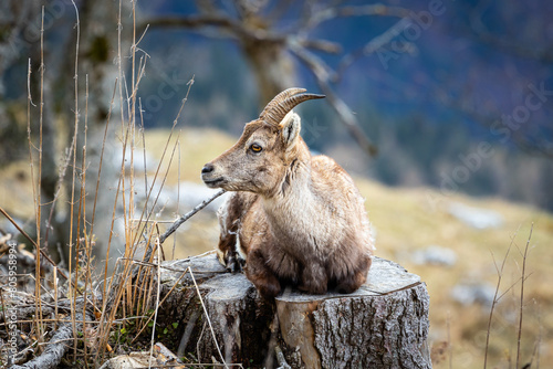 Cute mountain ibex chilling on a treestump photo