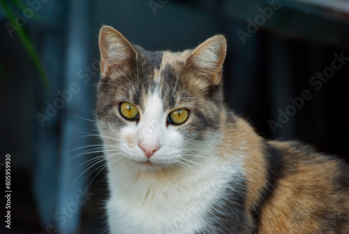 Portrait of a cat in the garden