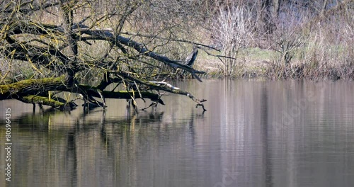 Cormorant on the shore of the lake