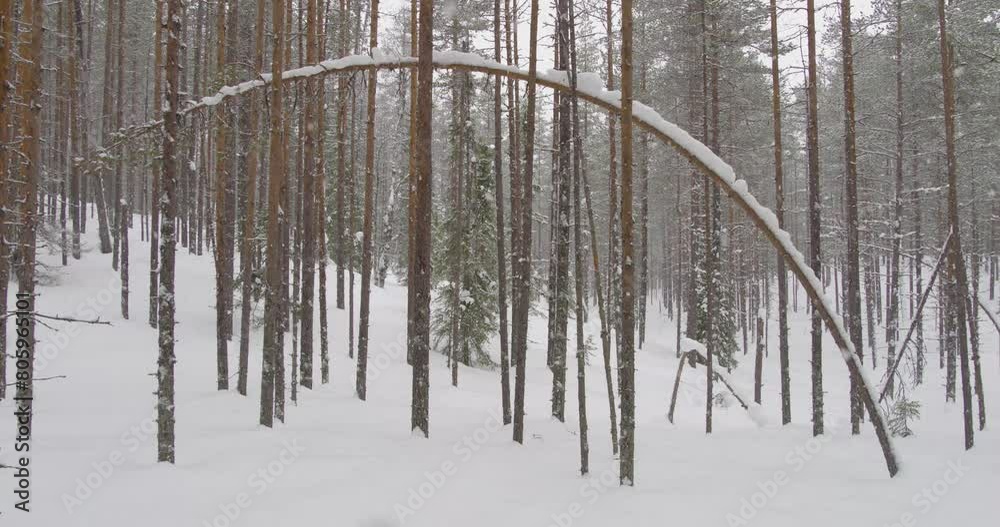 Boreal forest in light snow shower, Finland