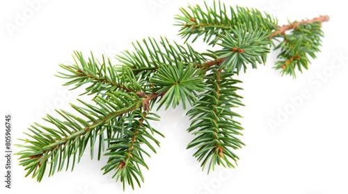 Pine Christmas. Isolated Green Spruce Twig  Evergreen Nature Fir Tree Decoration