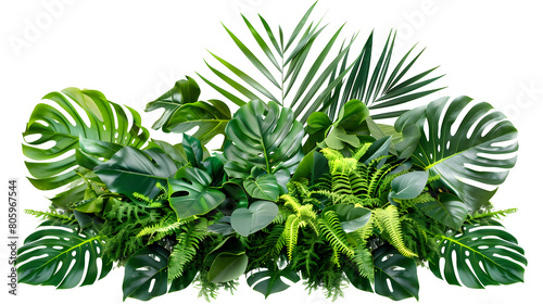 Close-up lush green monstera leaves adorned with rain or dew drops in a tropical setting at dawn