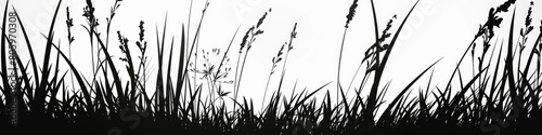 Grass Black Silhouette. Wild Plant in Nature Meadow  Natural Silhouette