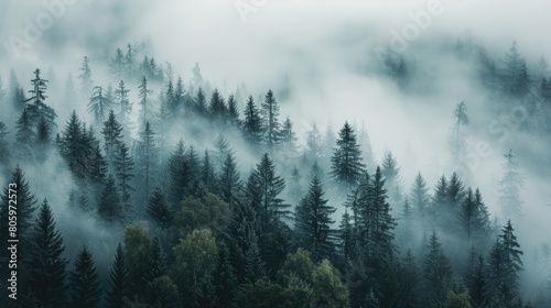 Trees Fog. Misty Landscape with Morning Light in Mountains