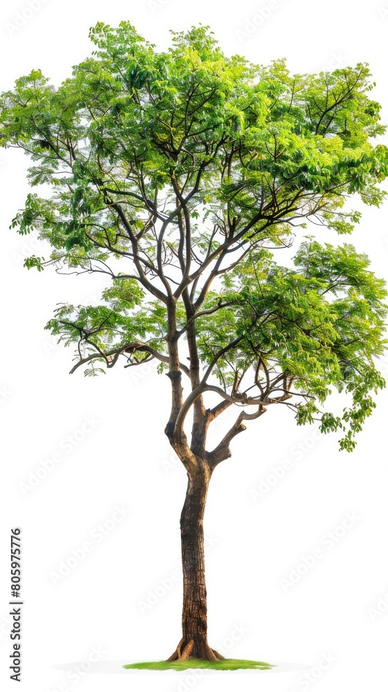 Serene Green Tree Illustration Serene Green Tree Illustration