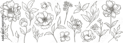 Collection of sketches of blooming floral plants. Hand drawn vintage peony flowers and leaves in line art style. Vector botanical engraving on white background