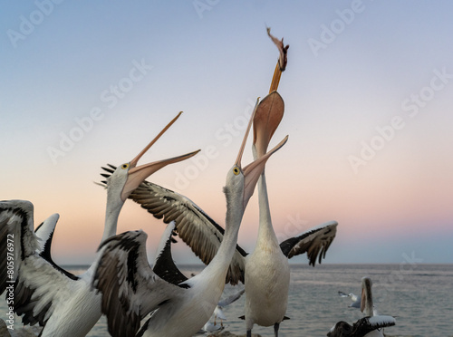 pelicans fight