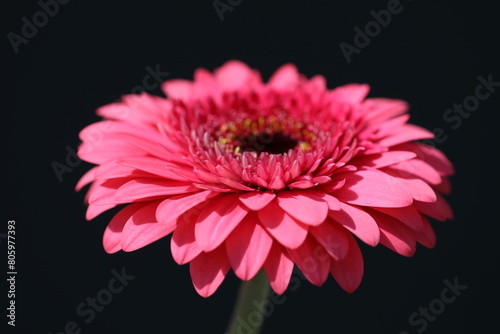 Pink Gerbera