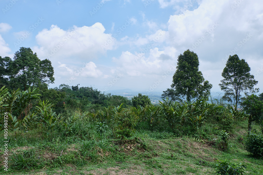 Verdant Sanctuary: Dense-Leaved Trees in the Forest Verdant Sanctuary: Dense-Leaved Trees in the Forest