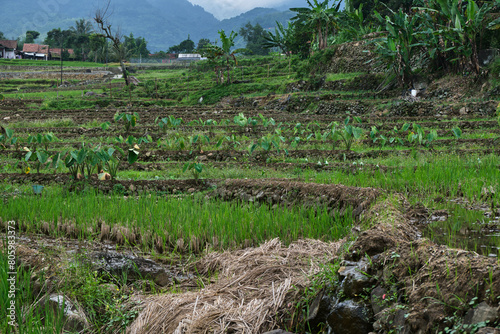 Fields of Potential: Harvested Rice Fields Ready for Replanting