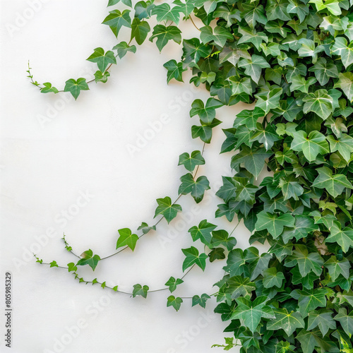 an ivy-covered white wall. Wall is clean, photo of a greenery vine, ultra details, isolated, on white background