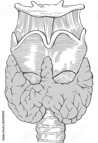 Structure of Thyroid
