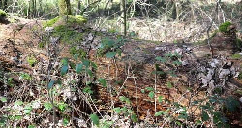 An old tree in the forest