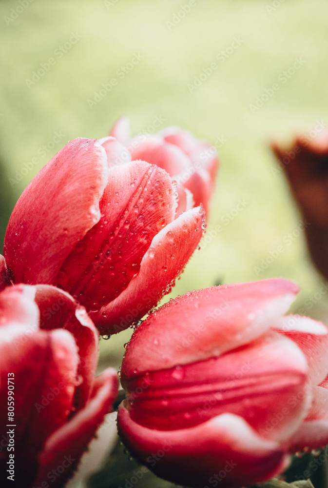Naklejka premium red tulips with drops