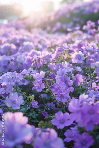 The ground is covered with purple flowers  and the sky in front has a beautiful sunrise. In springtime at Tokyo shinjuku flower park  there is an endless sea of fresh  vibrant Blue Nymbers blooming.