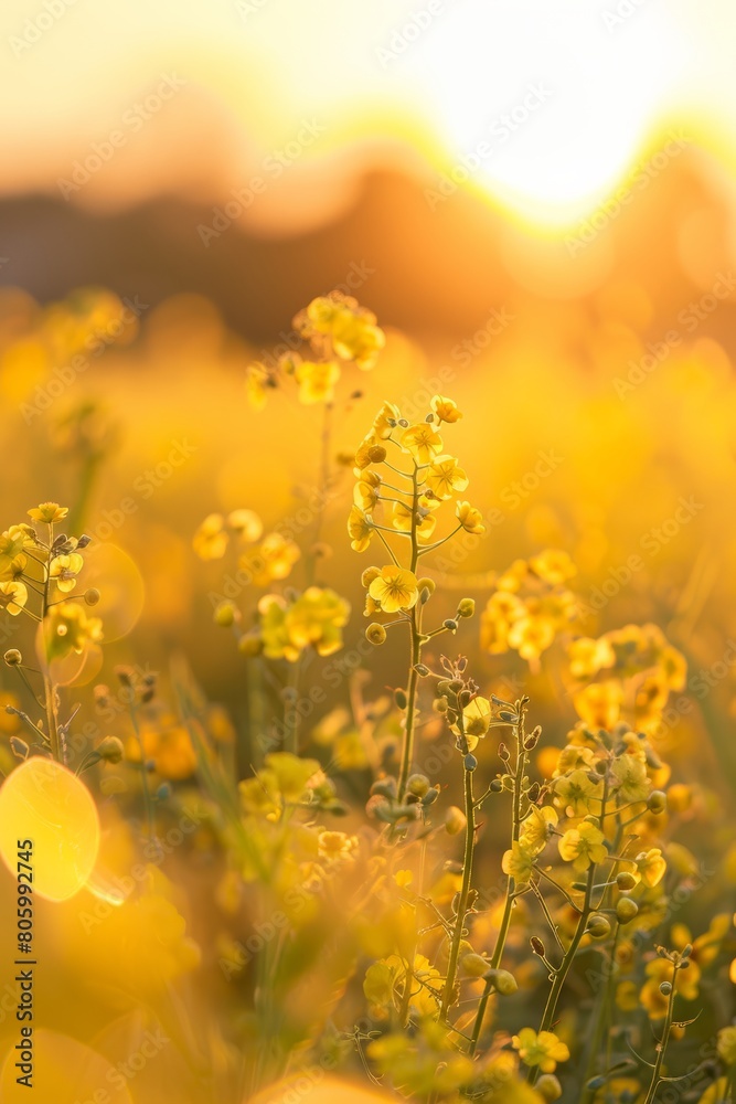 The ground is covered with yellow flowers, and the sky in front has a beautiful sunrise. In springtime at Tokyo shinjuku flower park, there is an endless sea of fresh, vibrant Blue Nymbers blooming. The ground is covered with yellow flowers, and the sky in front has a beautiful sunrise. In springtime at Tokyo shinjuku flower park, there is an endless sea of fresh, vibrant Blue Nymbers blooming.
