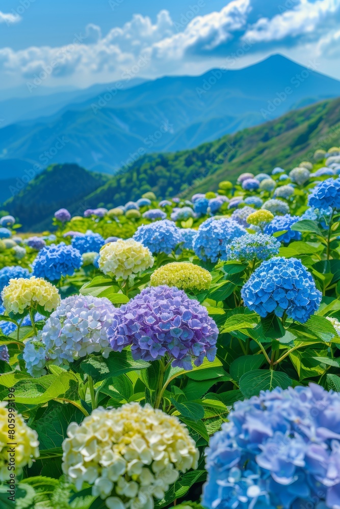 The hydrangeas are all over the hills, yellow, blue, white, purple. Very bright. 
