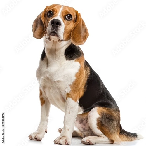 beagle dog sitting on white background © MOVE STUDIO