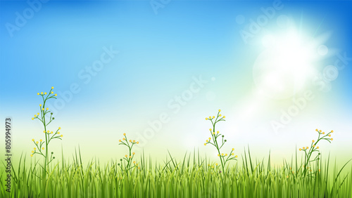 Grass with sky background