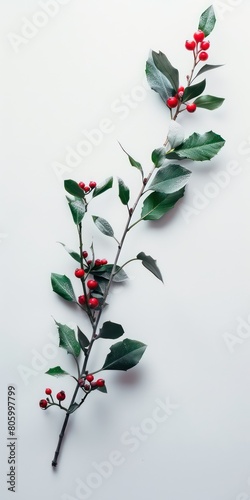 holly branch on white background