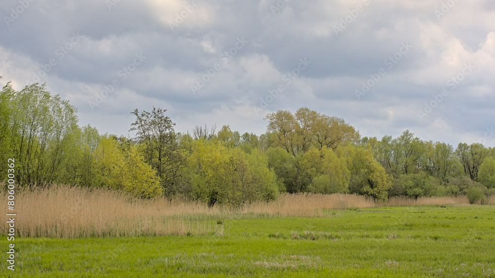 Green spring marsh landscape with meadow and forest in Bourgoyen nature reserve, Ghent, Flanders, Belgium 