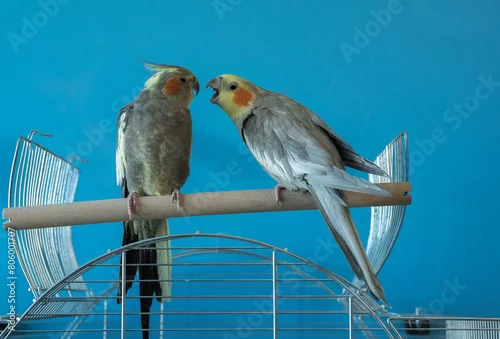 Obraz Papugi Nimfy relacja 1