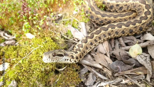 Hungarian meadow viper, its scientific name is Vipera ursinii rakosiensis photo