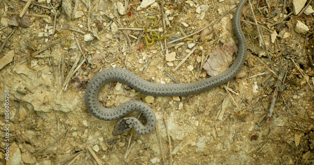 Smooth snake wild Coronella austriaca on sand reptile grass steppe and stones slow motion mighty rare juvenile crawling on rock searching prey, endangered species protected by law animal, Europe