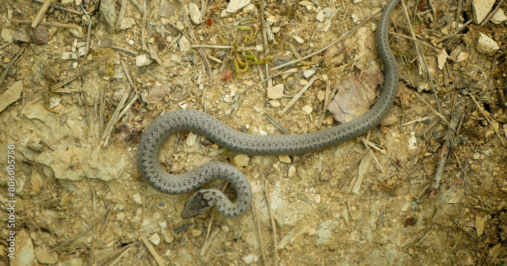 Smooth snake wild Coronella austriaca on sand reptile grass steppe and stones slow motion mighty rare juvenile crawling on rock searching prey, endangered species protected by law animal, Europe Smooth snake wild Coronella austriaca on sand reptile grass steppe and stones slow motion mighty rare juvenile crawling on rock searching prey, endangered species protected by law animal, Europe