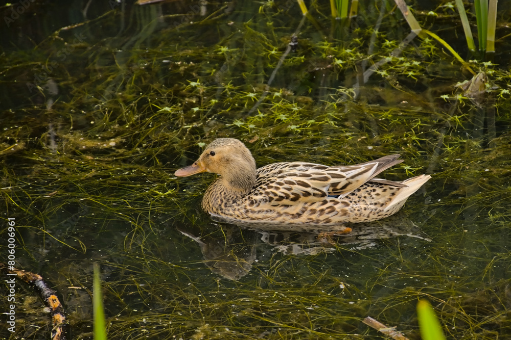 Female mallard duck swimming in the lake - Anas platyrhynchos Female mallard duck swimming in the lake - Anas platyrhynchos