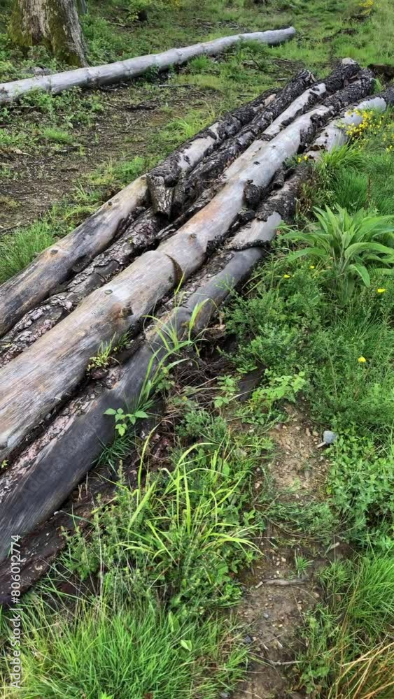 Felled old trees on the forest ground, overgrown natural wilderness, vertical video
Felled old trees on the forest ground, overgrown natural wilderness, vertical video