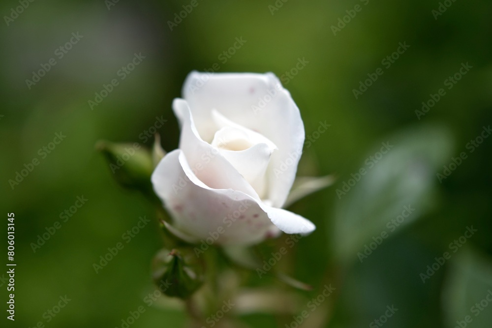 白いバラの蕾