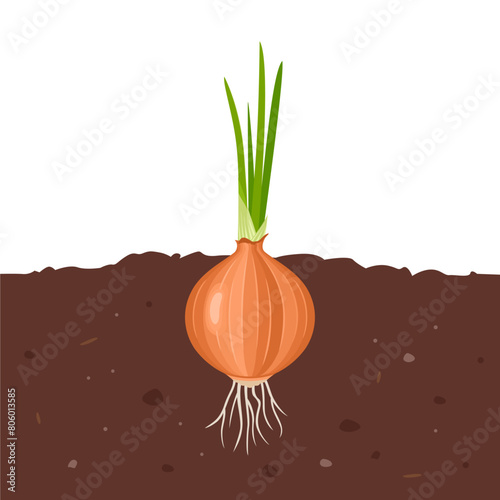 Onion growing in soil. Vector cartoon flat illustration of garden vegetable. © Iv85