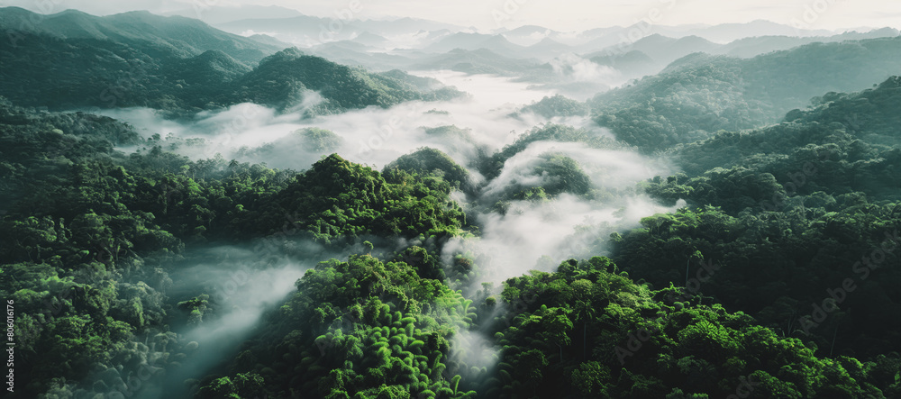 A lush green forest with foggy mist in the air