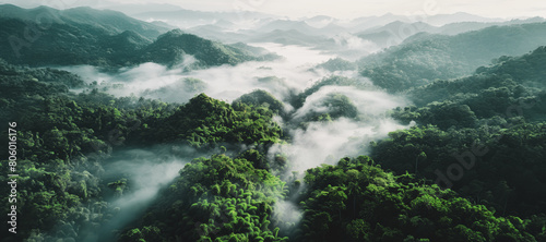 A lush green forest with foggy mist in the air