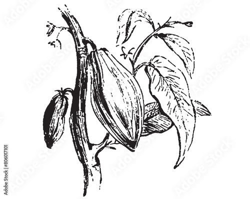 Cocoa fruit. Botanical Engraved draing. Cacao Bean with leaves. Engraving illustration isolated on white background. Cocoa plant vintage art. Chocolate ingredient.