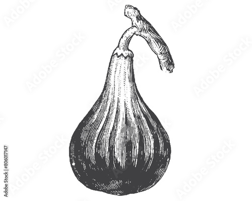 Common Fig, Ficus carica. Vintage engraving illustration. Old engraved drawing of Common Fig showing fruits. Fig fruit ink sketch. Hand drawn vector illustration isolated on white background. Vintage.