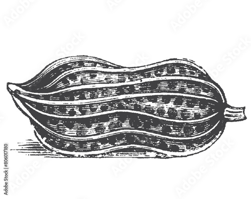 Peanuts engraved sketch. Hand drawn retro style vector illustration of organic food. Seeds and shells. Single and group. Vintage engraving art. Isolated on white background.