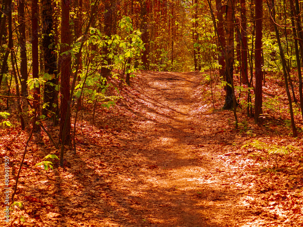 Obraz premium path in forest
