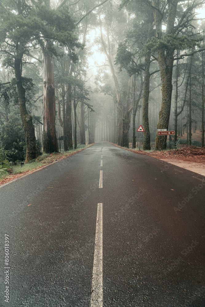 Fototapeta premium Días lluviosos en el Centeno, Tenerife